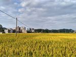 成熟的田野
