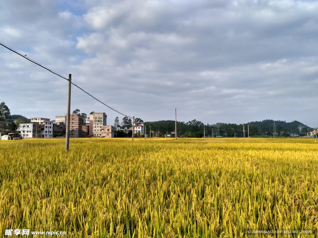 成熟的田野