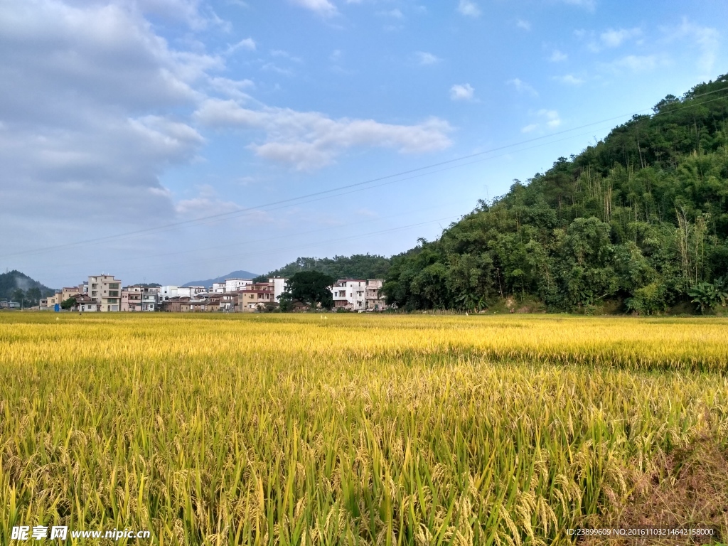 成熟的田野