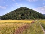 成熟的田野