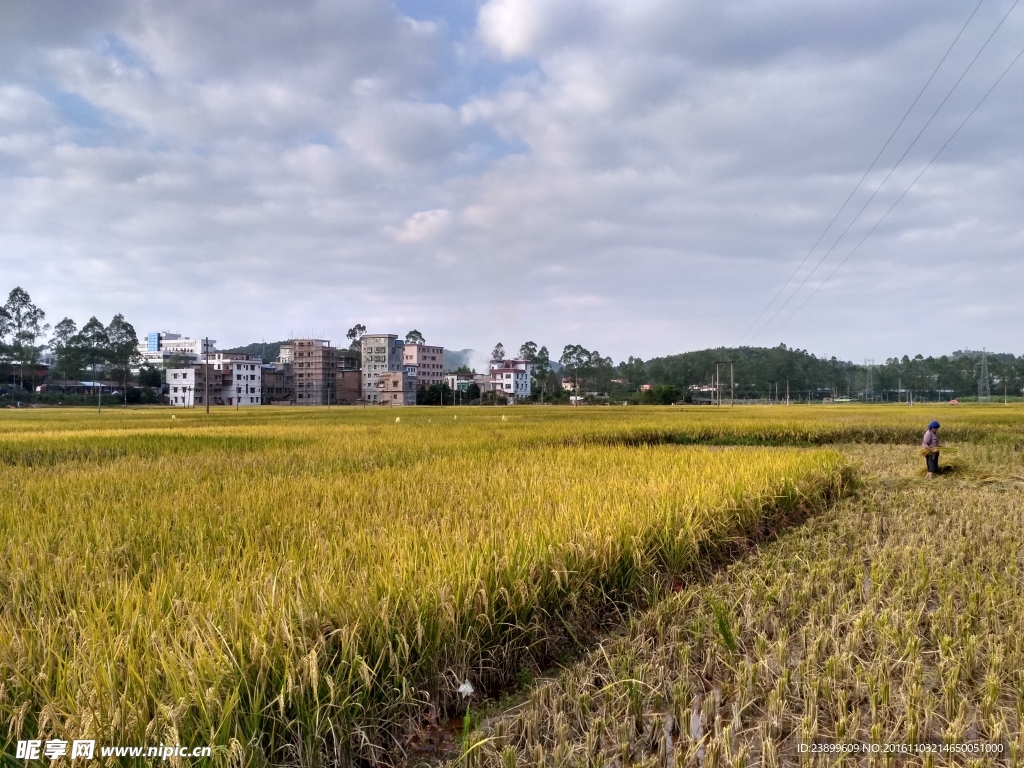 成熟的田野