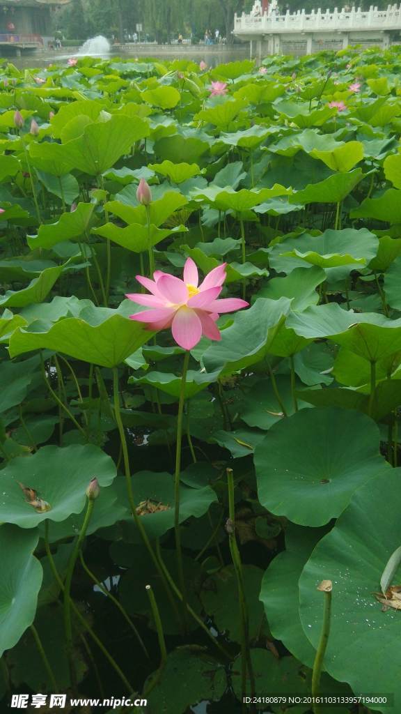 荷花