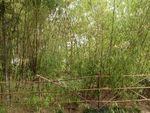 竹林