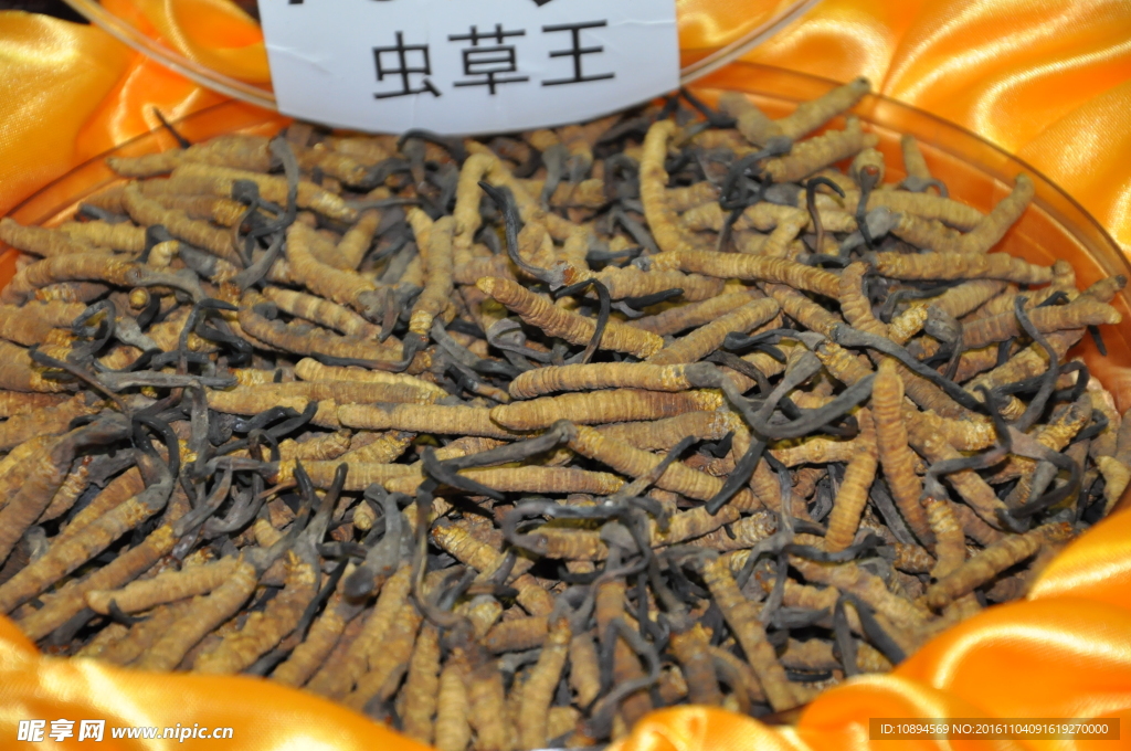 冬虫夏草