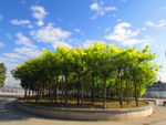 河岸风情
