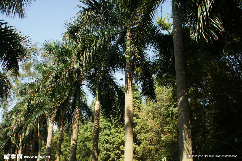 椰子树  椰子