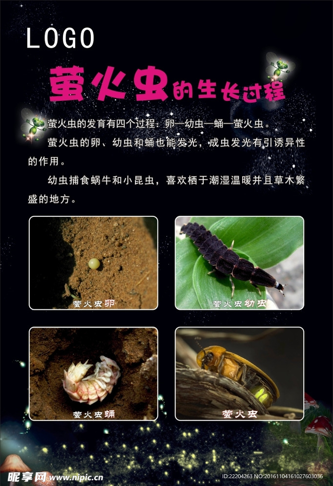 萤火虫生长过程