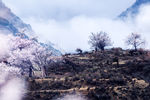 西藏风景
