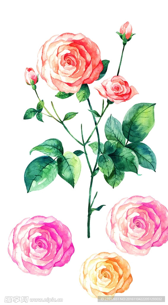 手绘花卉