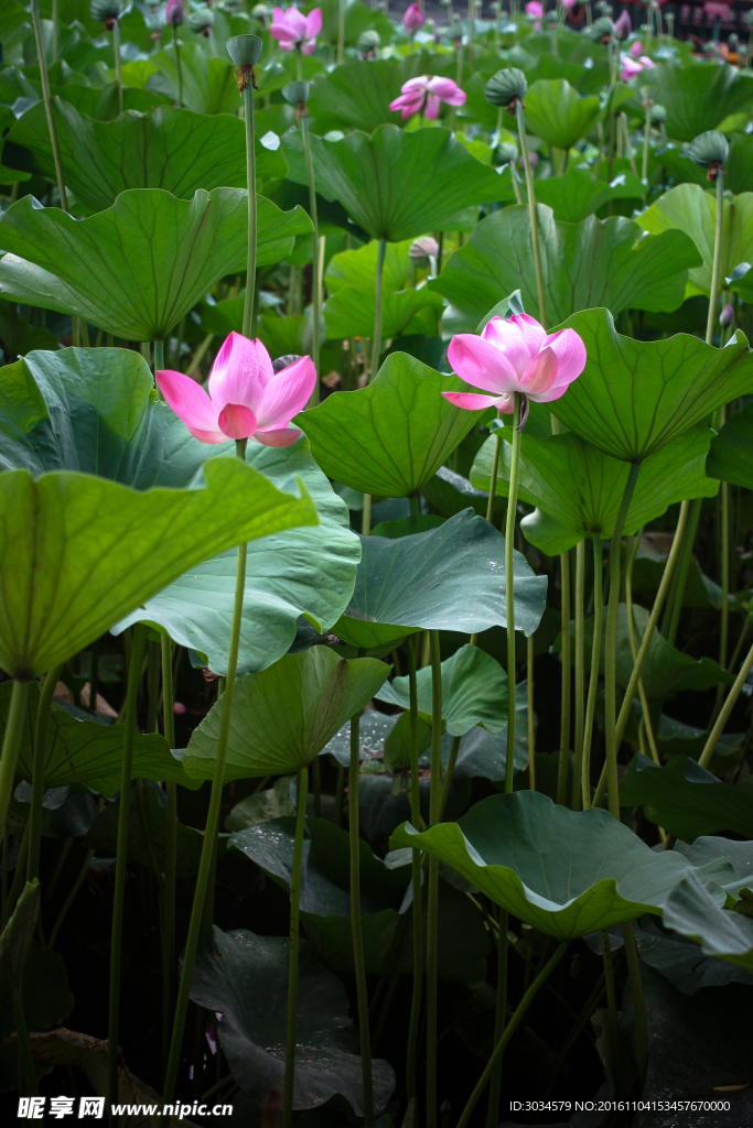 荷花