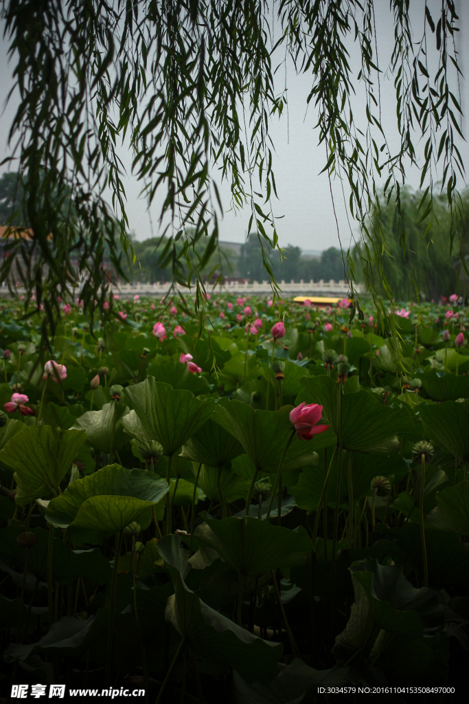 荷花