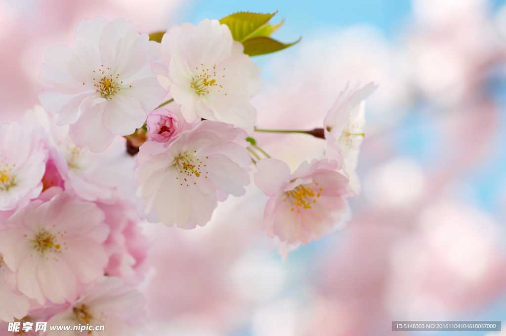 樱花摄影图