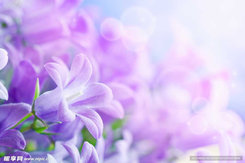 紫色小花