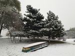 雪中松树