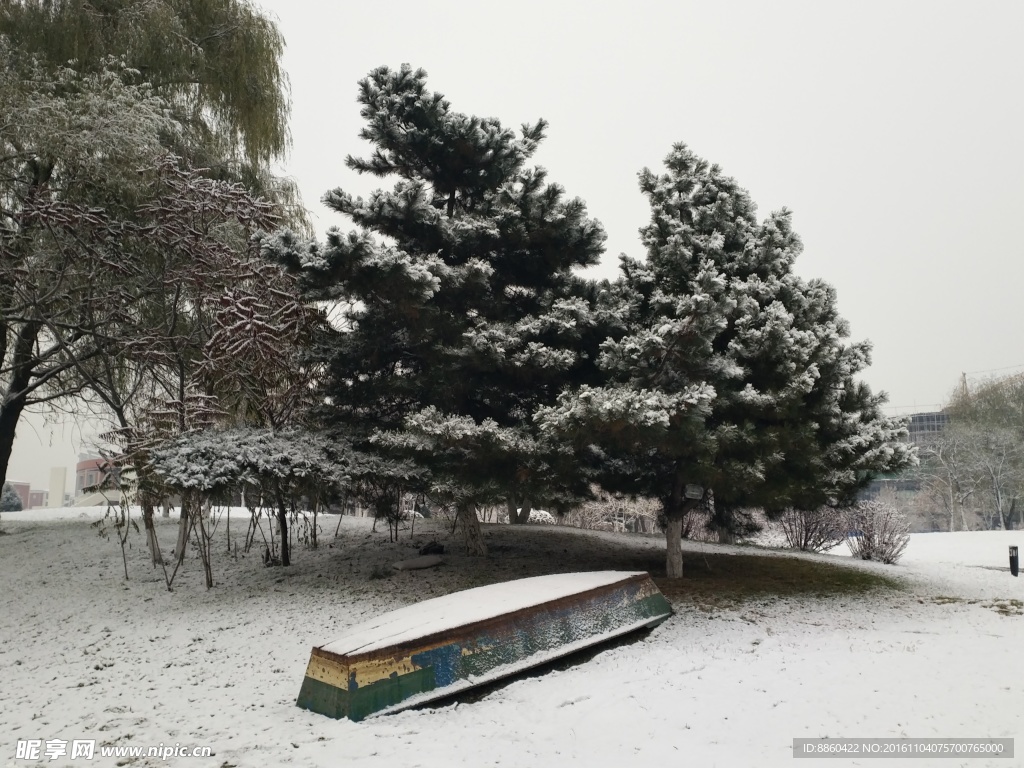 雪中松树