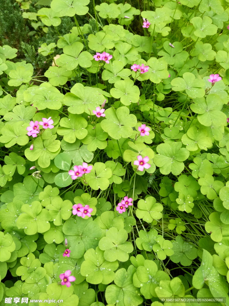 小红花