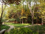 小树林