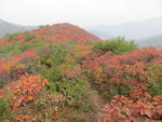 嵩山红叶