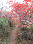 少室山红叶