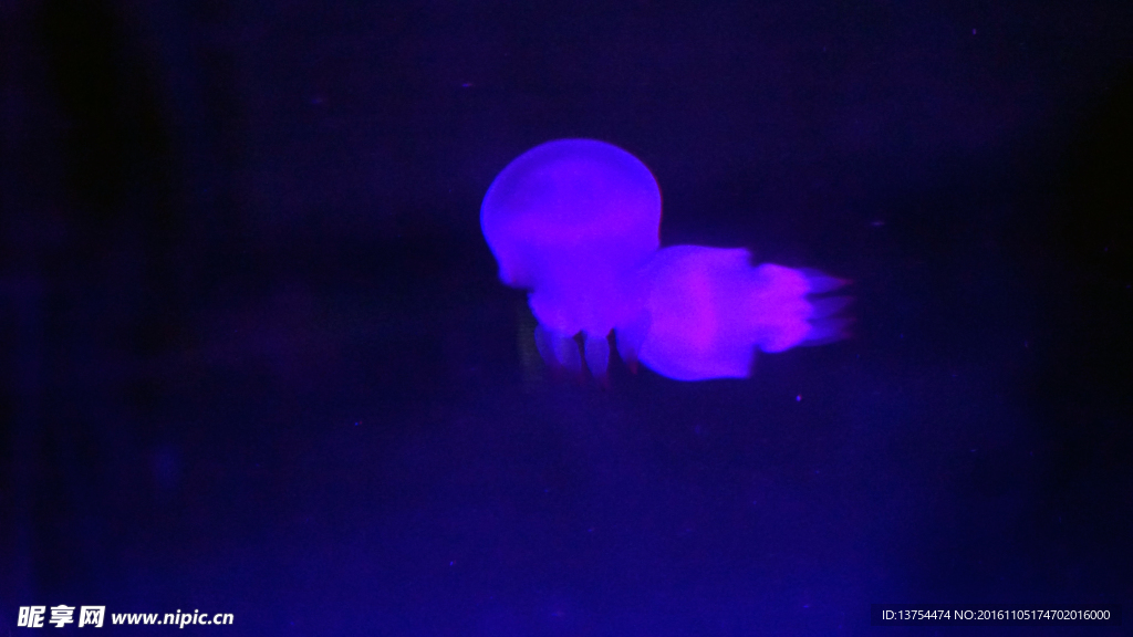 梦幻水母