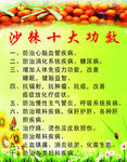 沙棘十大功效