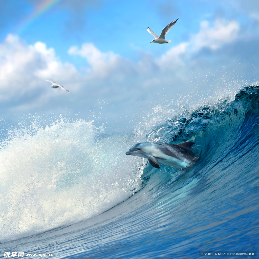 海豚