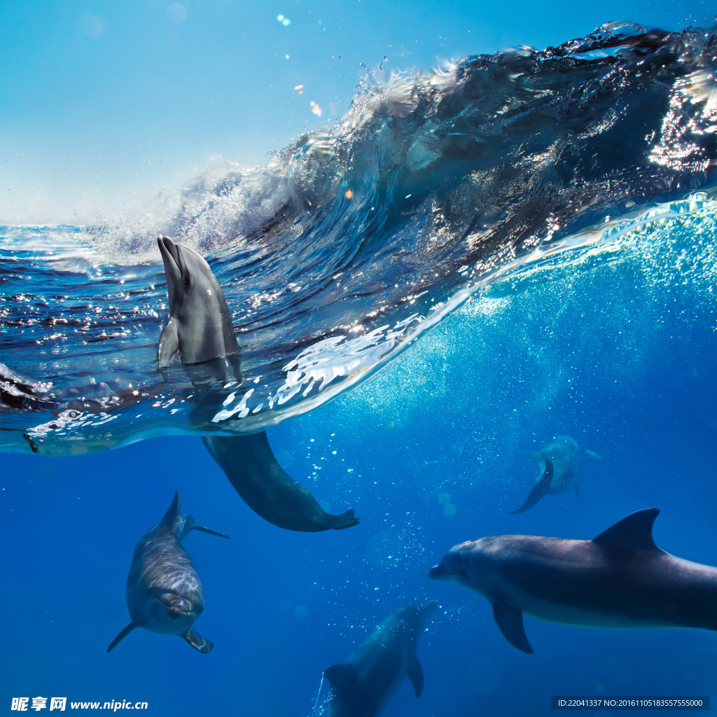 海豚