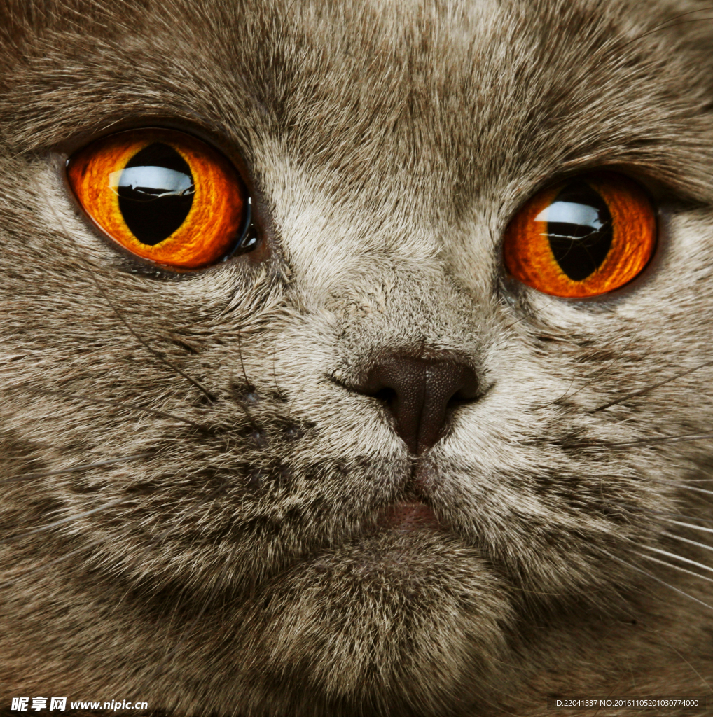 猫