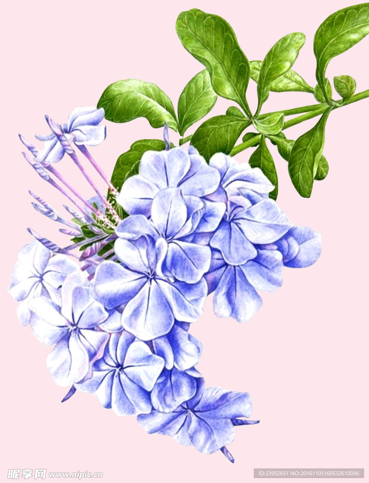 花卉