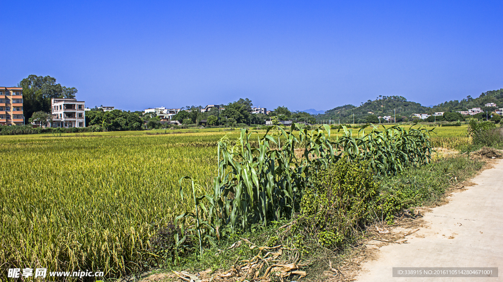 秋天的田野