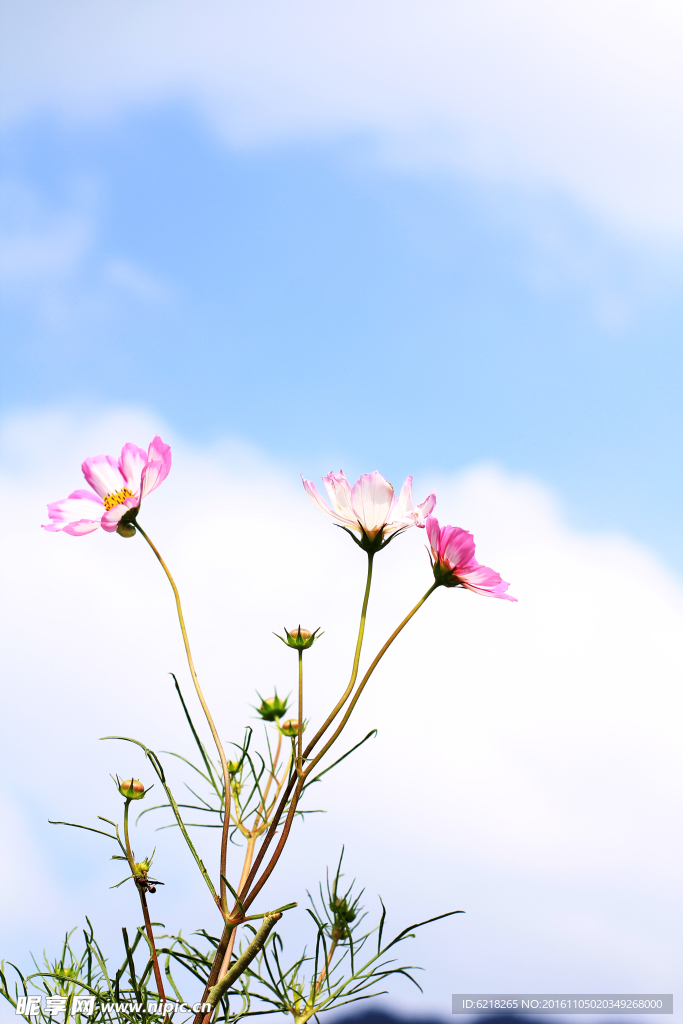 通城县黄袍山天潭格桑花