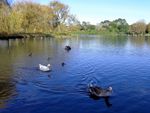 奥克兰鸭子湖风景