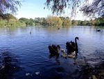 奥克兰鸭子湖风景