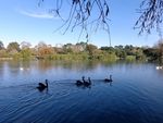 奥克兰鸭子湖风景