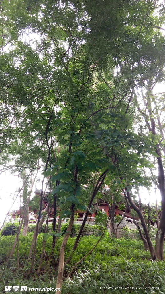 林中福塔