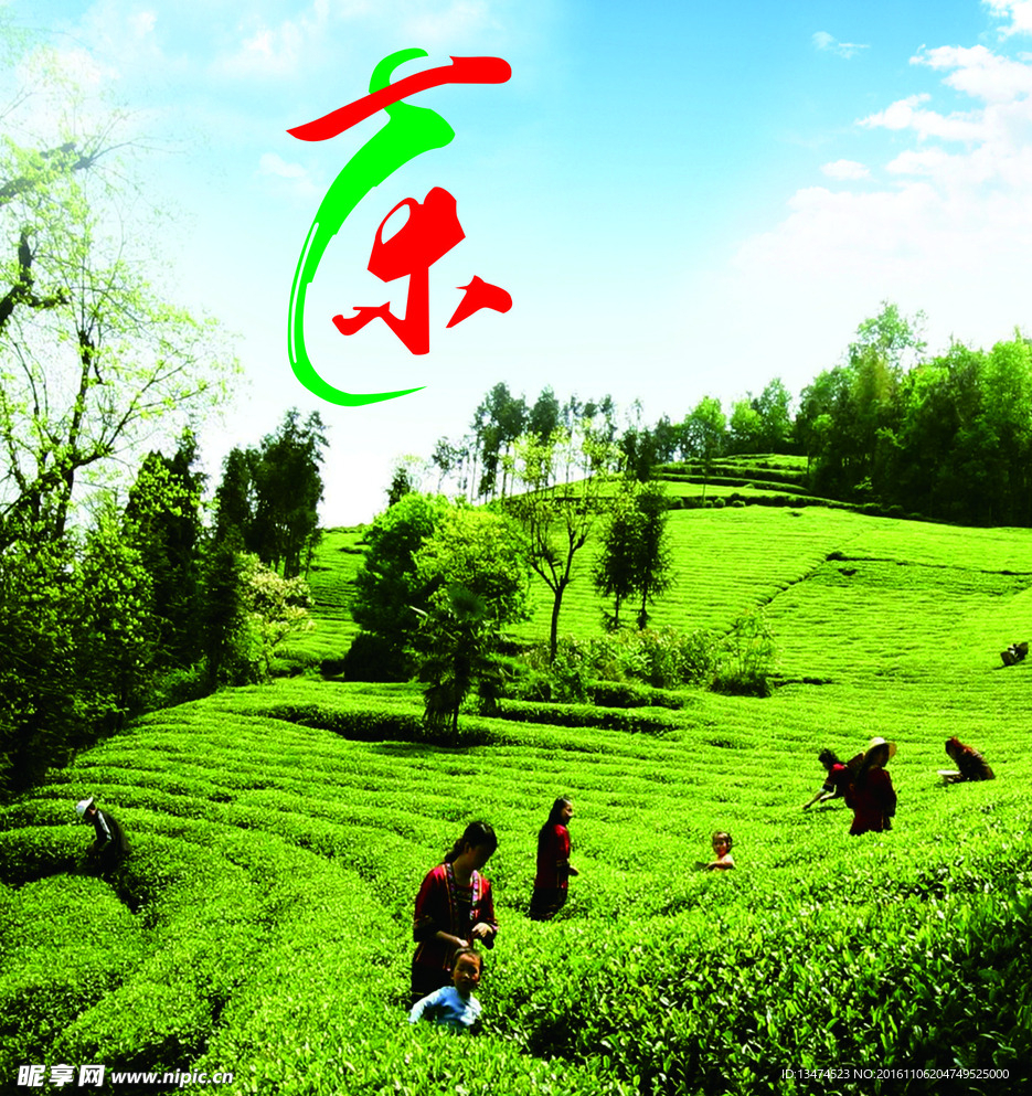 采茶 茶庄