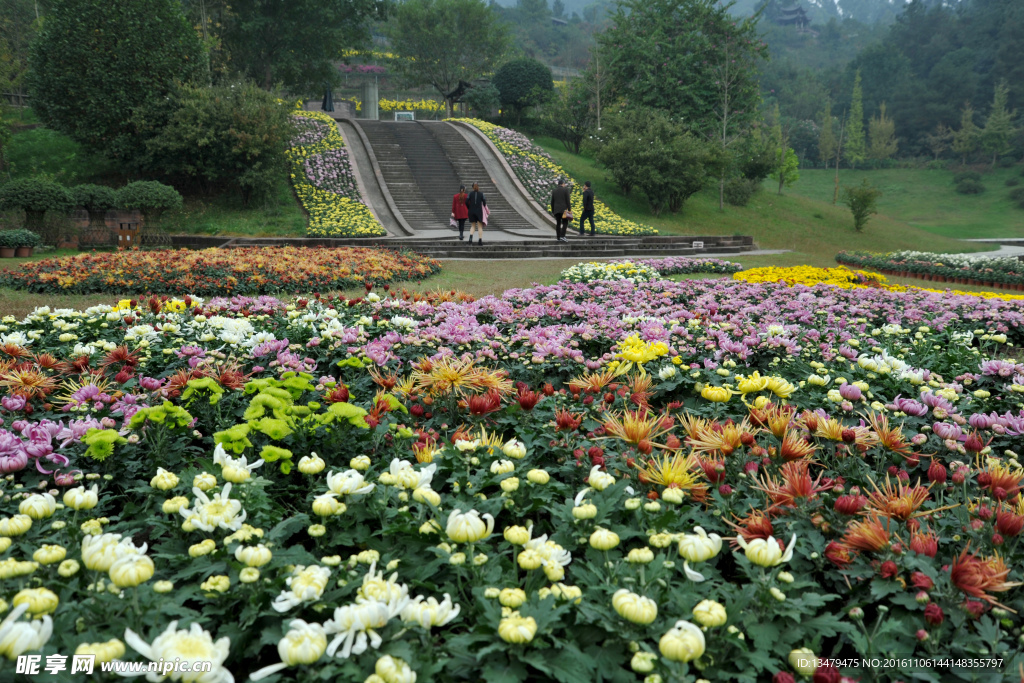 野菊花