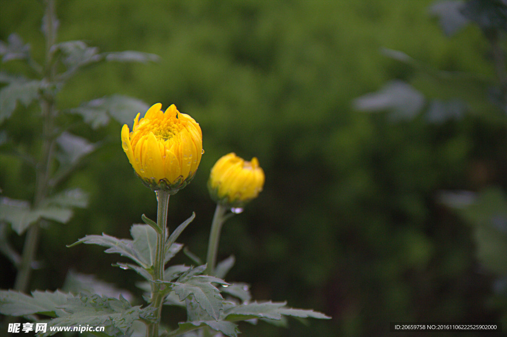 菊花