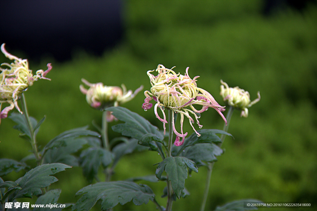 菊花