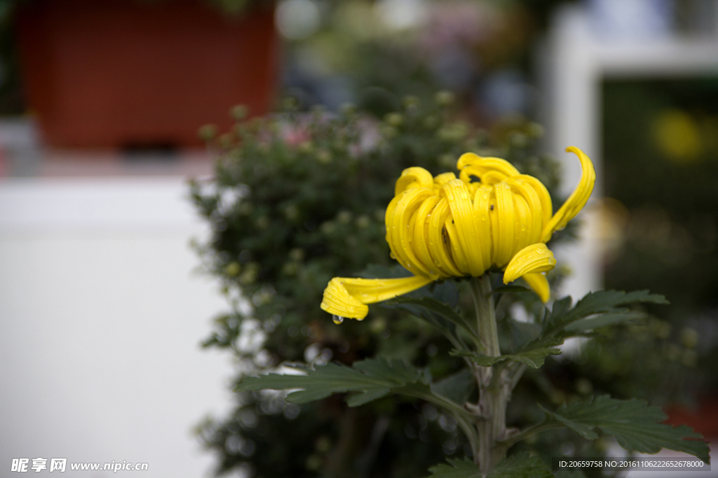 菊花