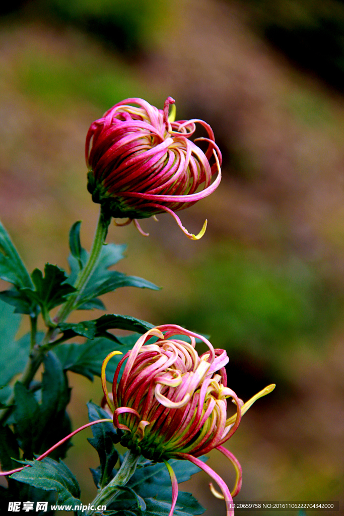 菊花