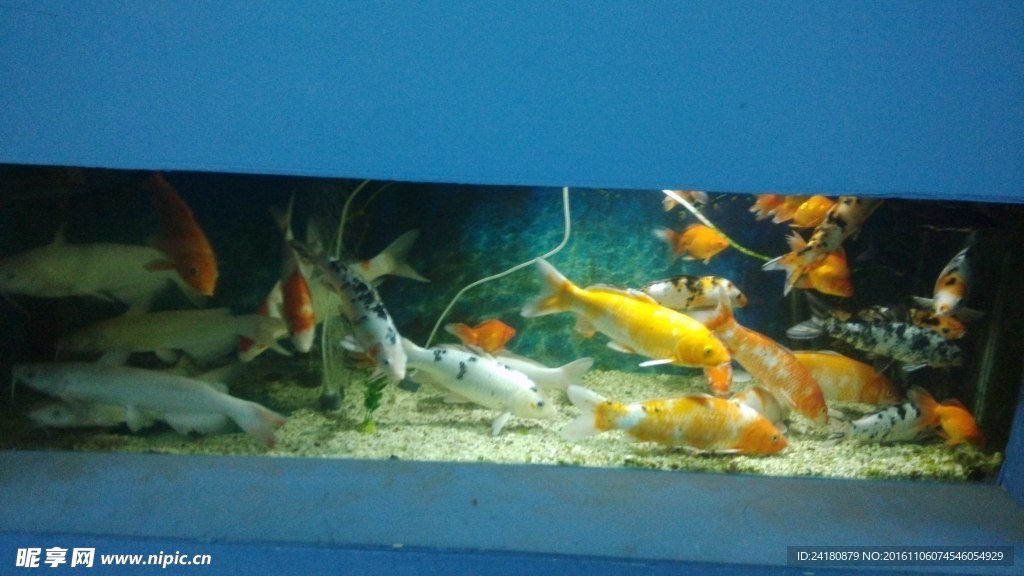 水族箱
