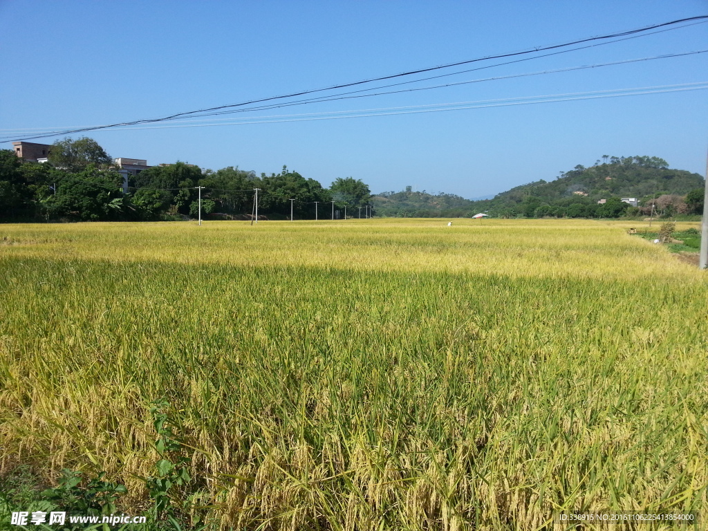 秋天的田野