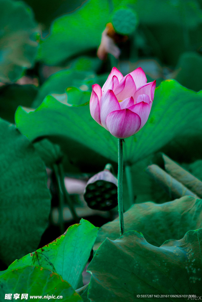 荷花