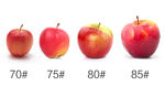 红富士苹果型号对比