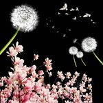 蒲公英 花朵 和平鸽
