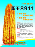 泽玉8911