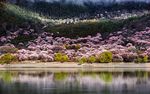 西藏林芝