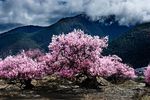 西藏林芝