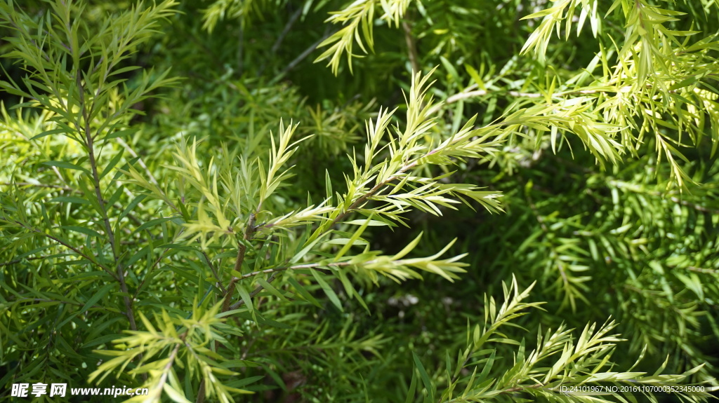 千层金红茶树